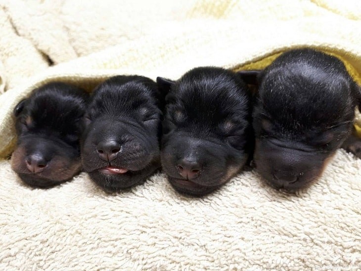 All About Lancashire Heeler Puppies: Care, Development, and Adoption Tips