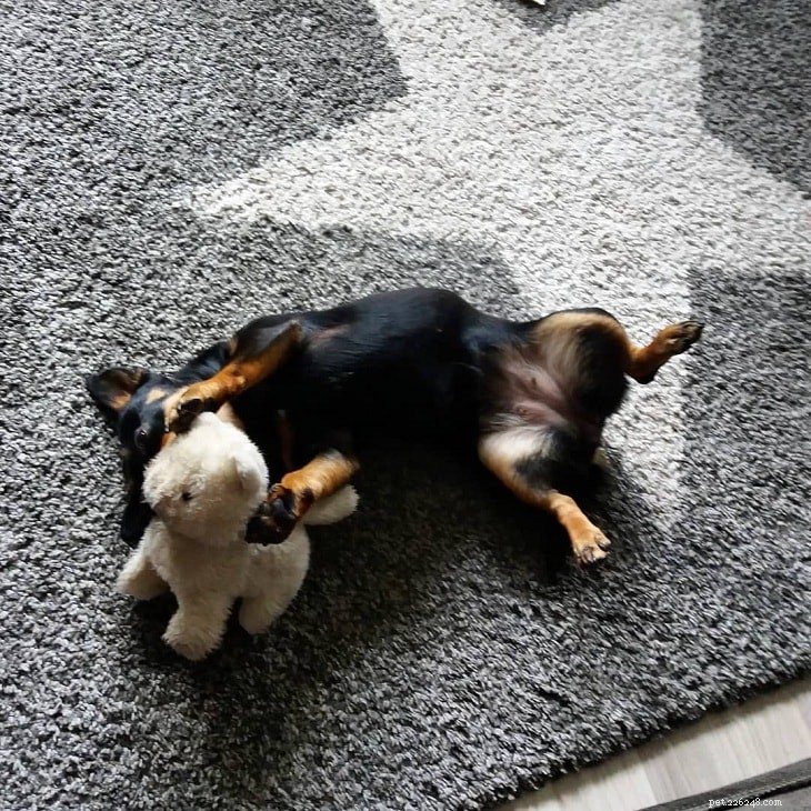 All About Lancashire Heeler Puppies: Care, Development, and Adoption Tips