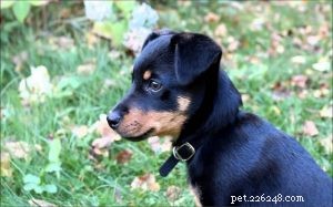 All About Lancashire Heeler Puppies: Care, Development, and Adoption Tips