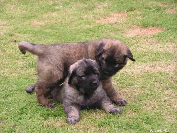 Leonberger Puppies: Loving, Active, and Ideal Family Companions