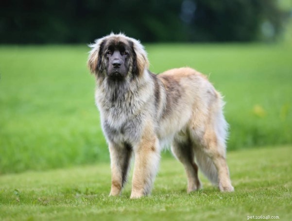 Leonberger Puppies: Loving, Active, and Ideal Family Companions
