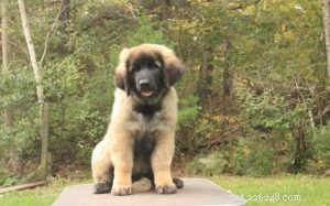 Leonberger Puppies: Loving, Active, and Ideal Family Companions
