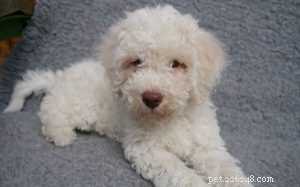 Lagotto Romagnolo Puppies: Growth, Care & Truffle‑Hunting Insights