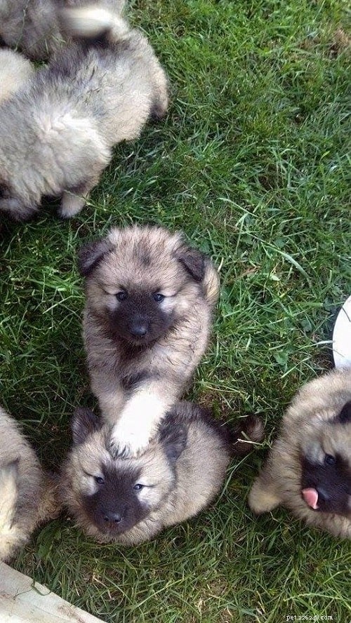 Keeshond Puppies: Origin, Care, and Pricing Guide