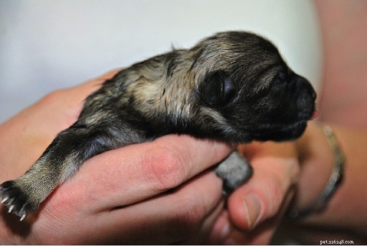 Keeshond Puppies: Origin, Care, and Pricing Guide