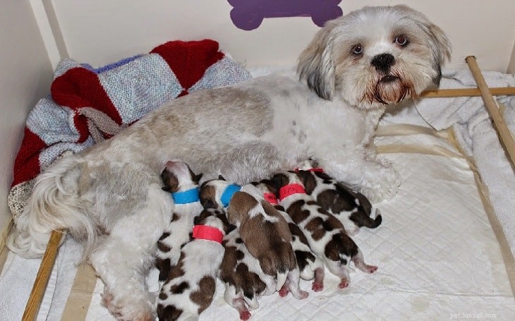Lhasa Apso Puppy Development: Key Growth Stages & Care Tips