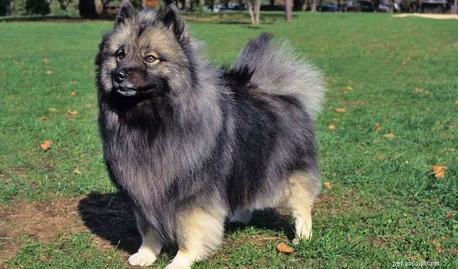 Keeshond Puppies: Origin, Care, and Pricing Guide