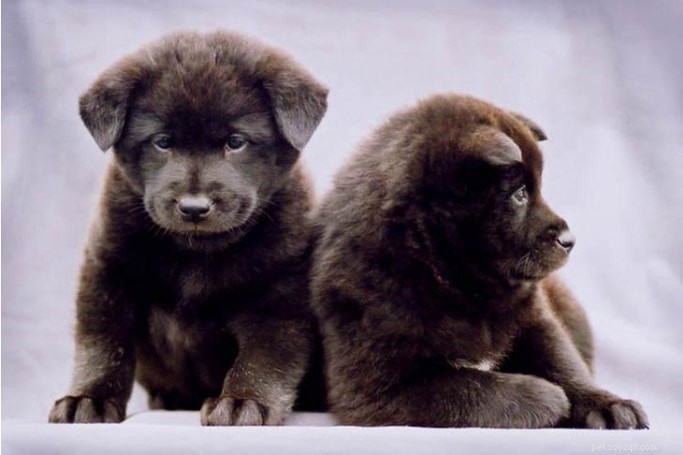 Adopt a Healthy Kai Ken Puppy: Care Tips & Nutrition Guide