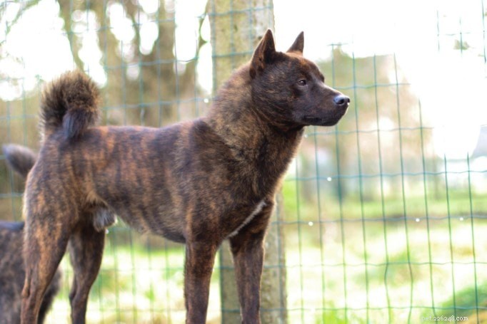 Adopt a Healthy Kai Ken Puppy: Care Tips & Nutrition Guide