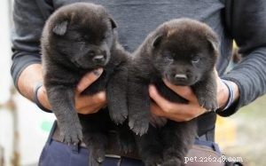 Adopt a Healthy Kai Ken Puppy: Care Tips & Nutrition Guide