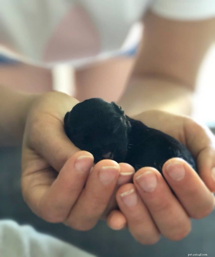 Understanding Löwchen Puppy Development: A Guide for Owners