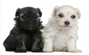 Understanding Löwchen Puppy Development: A Guide for Owners