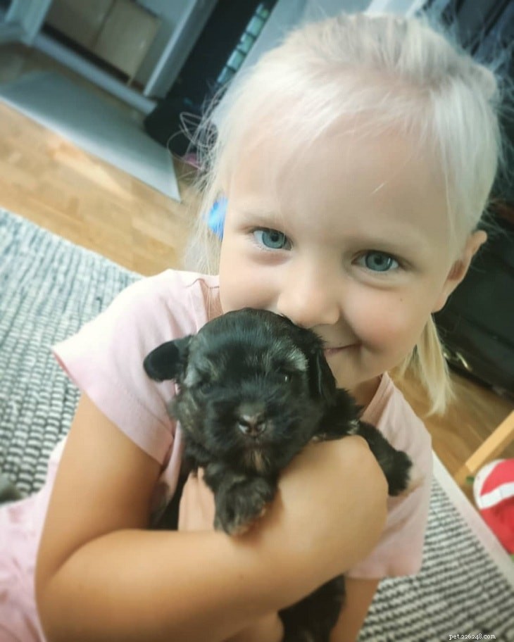 Understanding Löwchen Puppy Development: A Guide for Owners