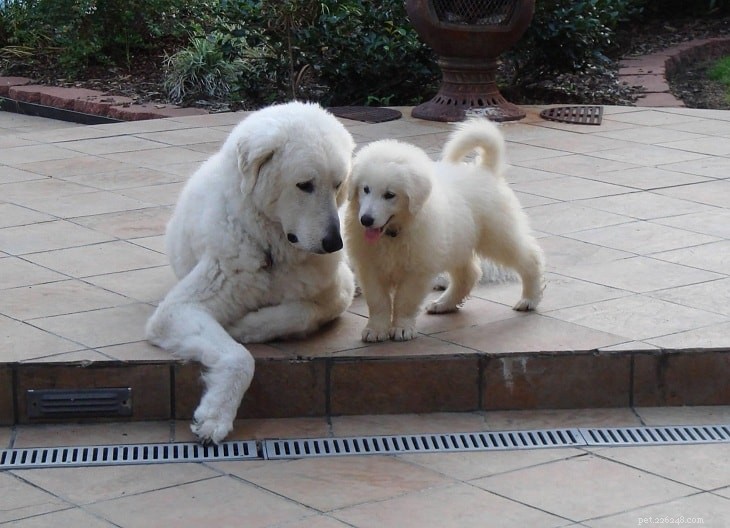 Kuvasz Puppies: A Comprehensive Development & Care Guide