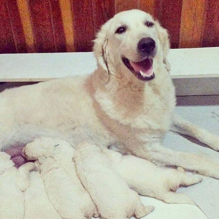 Kuvasz Puppies: A Comprehensive Development & Care Guide