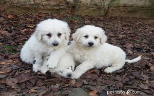 Kuvasz Puppies: A Comprehensive Development & Care Guide