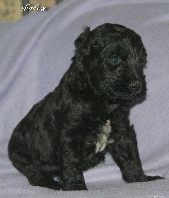 Kerry Blue Terrier Puppies: Care, Pricing & Development Stages