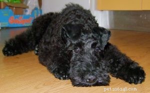 Kerry Blue Terrier Puppies: Care, Pricing & Development Stages