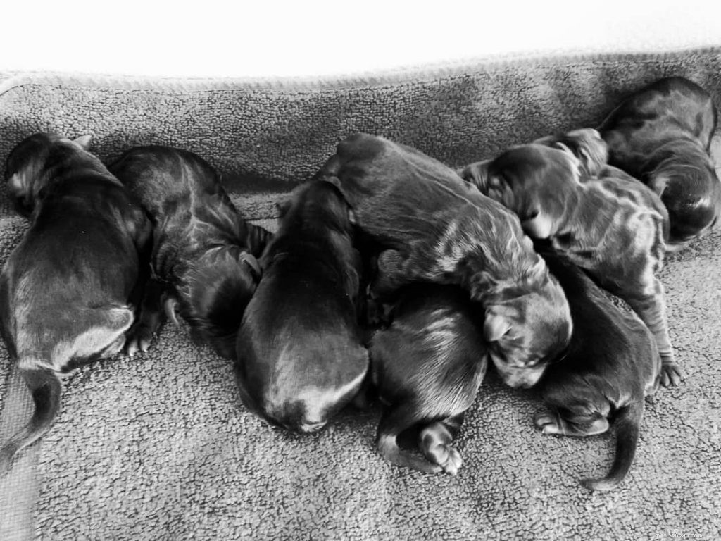 Kerry Blue Terrier Puppies: Care, Pricing & Development Stages
