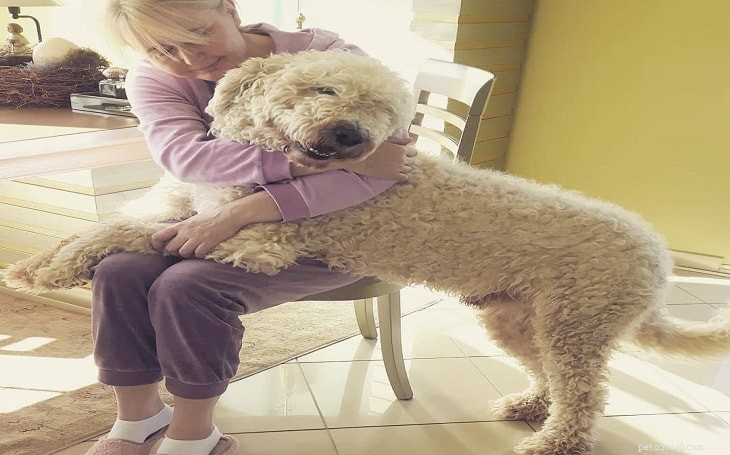 Caring for Komondor Puppies: A Complete Guide to Their Development Stages