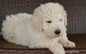 Caring for Komondor Puppies: A Complete Guide to Their Development Stages