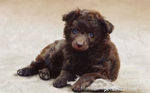 Mudi Puppy Development: Growth Stages & Milestones