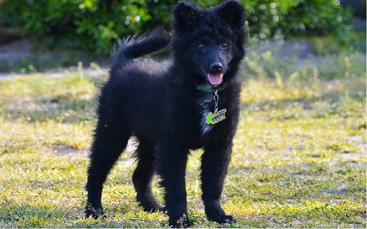 Mudi Puppy Development: Growth Stages & Milestones
