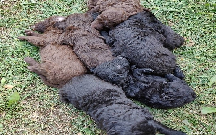 Mudi Puppy Development: Growth Stages & Milestones