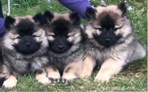 Caring for Your Eurasier Puppies: A Comprehensive Guide