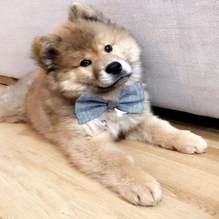 Caring for Your Eurasier Puppies: A Comprehensive Guide