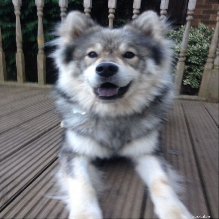Caring for Your Eurasier Puppies: A Comprehensive Guide