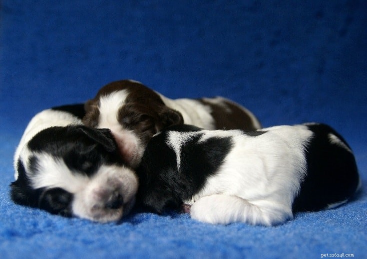 Essential Guide to Raising English Springer Spaniel Puppies