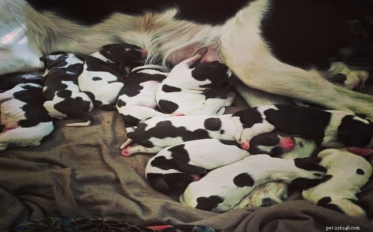 Essential Guide to Raising English Springer Spaniel Puppies