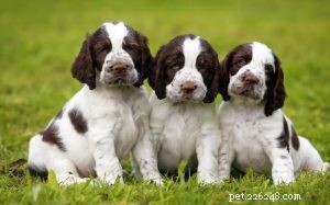 Essential Guide to Raising English Springer Spaniel Puppies