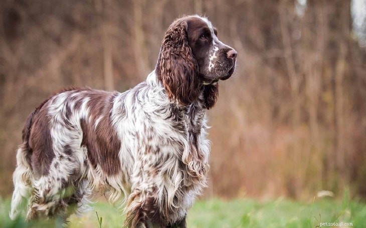 Essential Guide to Raising English Springer Spaniel Puppies