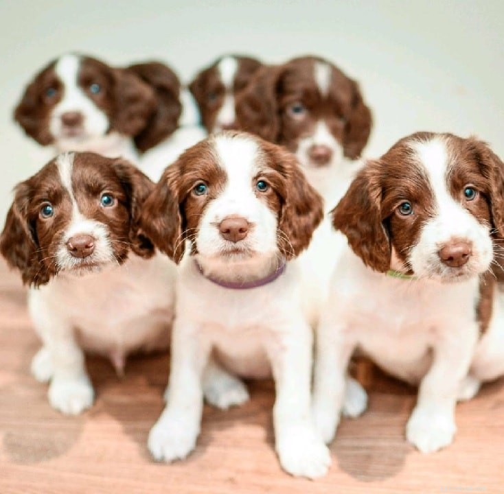 Essential Guide to Raising English Springer Spaniel Puppies