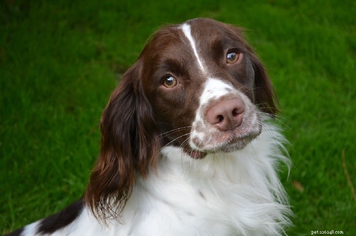 Essential Guide to Raising English Springer Spaniel Puppies