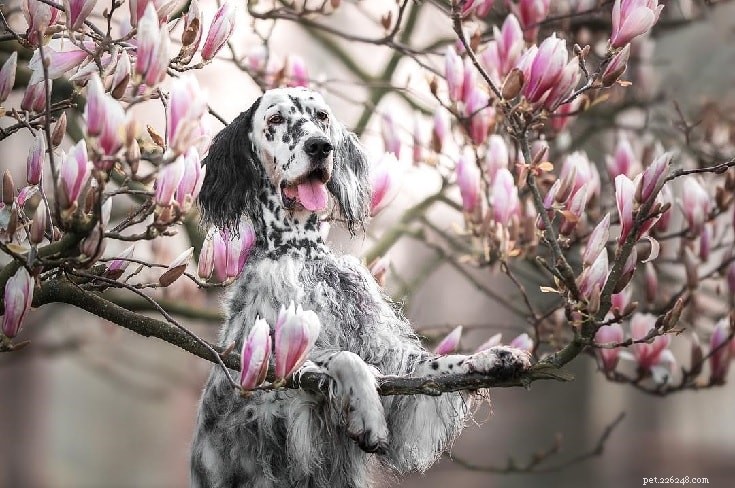 English Setter Puppies: Growth, Behavior & Care Guide