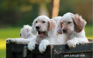 English Setter Puppies: Growth, Behavior & Care Guide