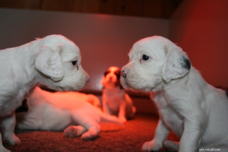 English Setter Puppies: Growth, Behavior & Care Guide