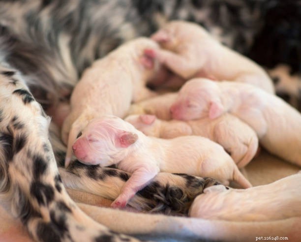 English Setter Puppies: Growth, Behavior & Care Guide