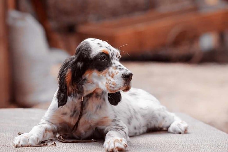 English Setter Puppies: Growth, Behavior & Care Guide