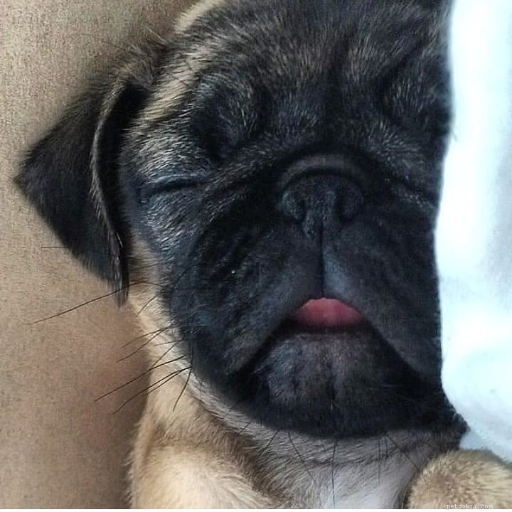 Adorable Pug Puppies Gallery: Cute & Charming Companions