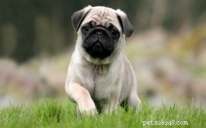 Adorable Pug Puppies Gallery: Cute & Charming Companions