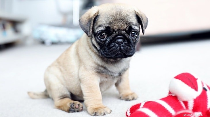 Adorable Pug Puppies Gallery: Cute & Charming Companions