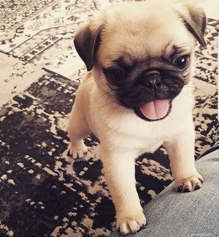 Adorable Pug Puppies Gallery: Cute & Charming Companions