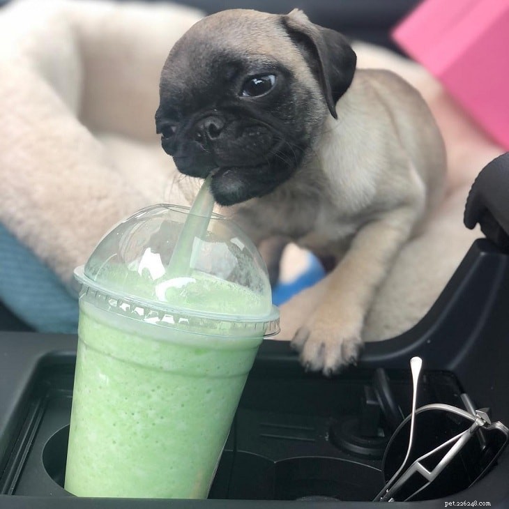 Adorable Pug Puppies Gallery: Cute & Charming Companions