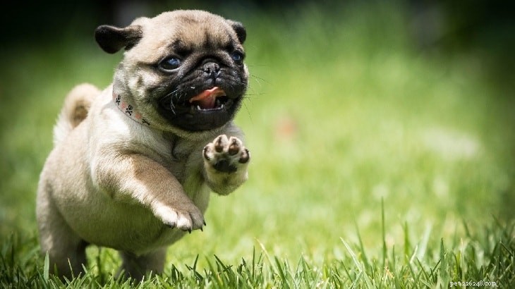 Adorable Pug Puppies Gallery: Cute & Charming Companions