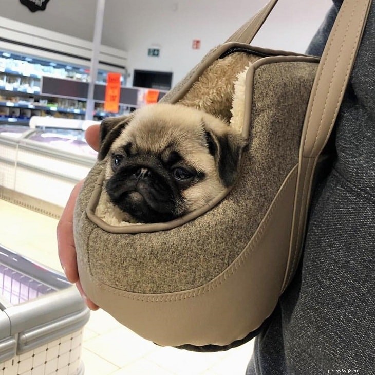 Adorable Pug Puppies Gallery: Cute & Charming Companions