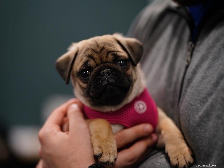 Adorable Pug Puppies Gallery: Cute & Charming Companions